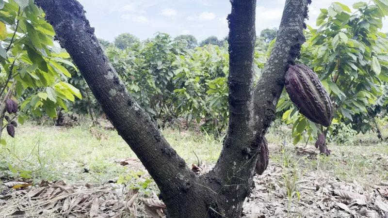 Cacao en la plantación