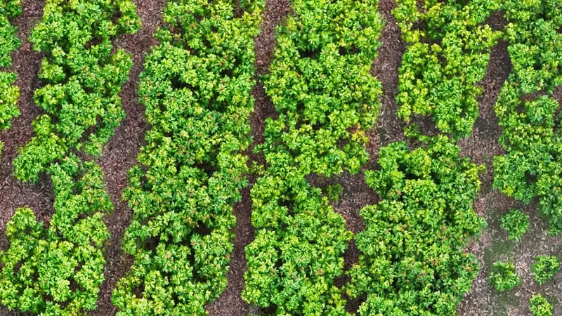 Cacao desde el dron