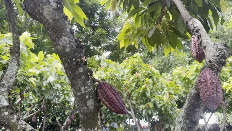 Mazorcas en el recorrido