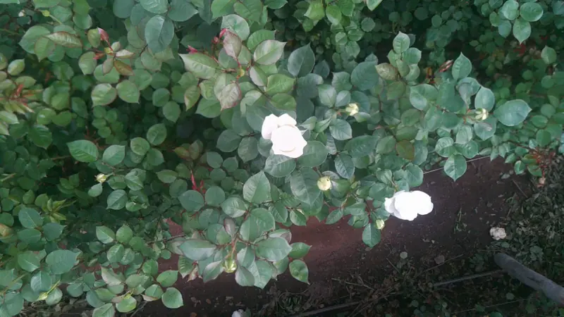 Rosas desde el dron