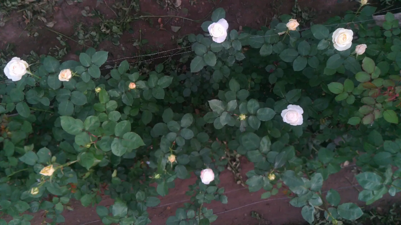 Cuadro original del dron sobre un cultivo de rosas.